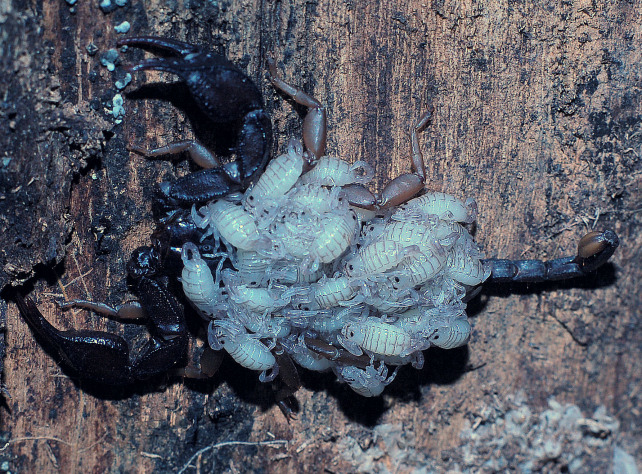 Mamma scorpione: Euscorpius flavicaudis